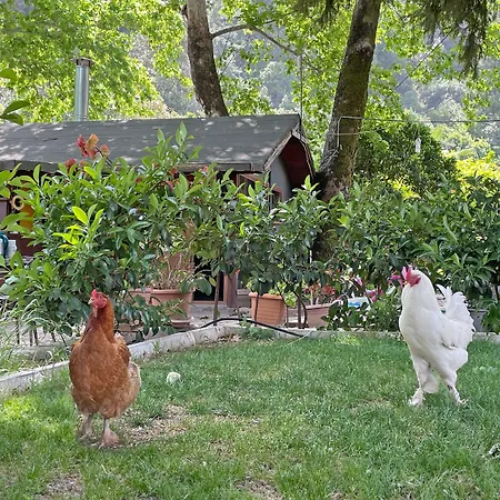 Pensjonat Garden Çıralı
