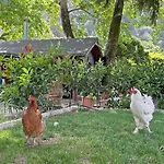 Gasthof Garden Çıralı